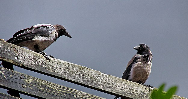 Juvenile hooded crows in Sweden