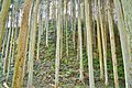 宮山山麓から山頂・磐座を望む