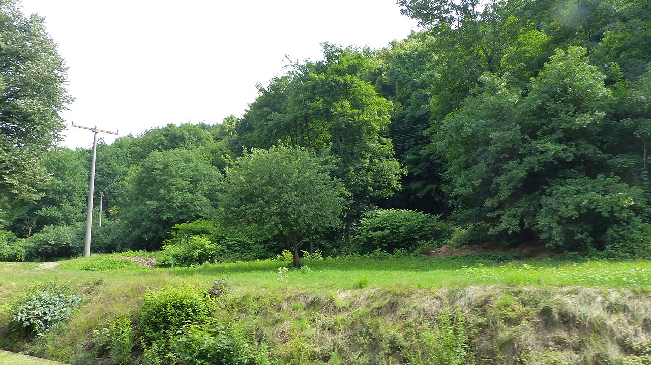 Erkundungstour durch den Lößnitzgrund: Naturidylle und Entspannung nahe Dresden