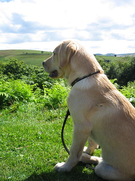 File:Labrador Chez on Hills (2264738211).jpg