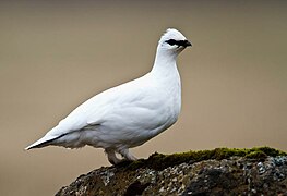 Potârniche albă (Lagopus muta)