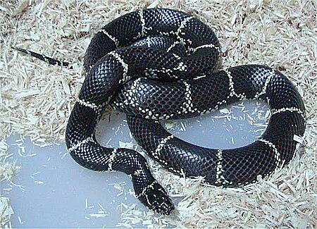 Lampropeltis getula