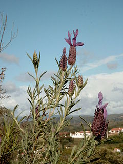 Lavandula stoechas a.jpg