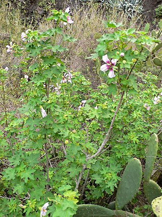 <i>Malva acerifolia</i> Species of plant in the family Malvaceae