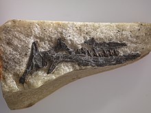Leaellynasaura-amicagraphica-dinosaur-skull-holotype-p-185991-1330043-large.jpg