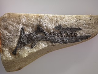 <i>Leaellynasaura</i> Genus of dinosaurs