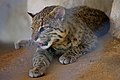 Leopardus geoffroyi-2.jpg
