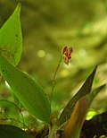 Thumbnail for Lepanthes pteropogon