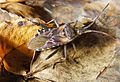 Leptoglossus occidentalis