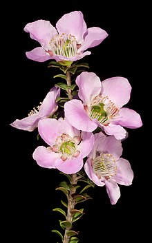 Leptospermum rotundifolium - Flickr - Кевин Тиле.jpg