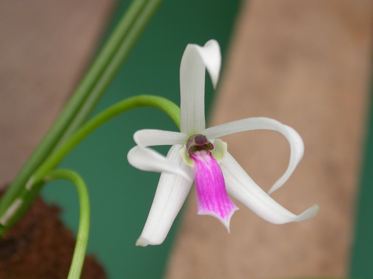 Leptotes (plant) - Wikipedia