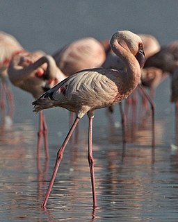 <span class="mw-page-title-main">Lesser flamingo</span> Species of bird