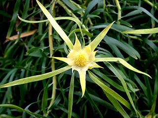 <i>Leucadendron eucalyptifolium</i>