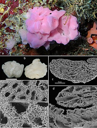 <i>Leucascus</i> Genus of sponges