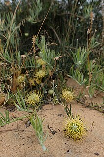 <i>Leucospermum arenarium</i> species of plant