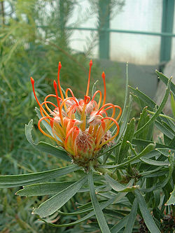 Leucospermum cordifolium01. jpg