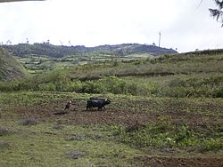 A farmworker near Leimebamba