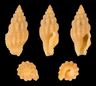 Lienardia crassicostata