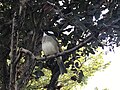 Light-vented bulbul from Hong Kong