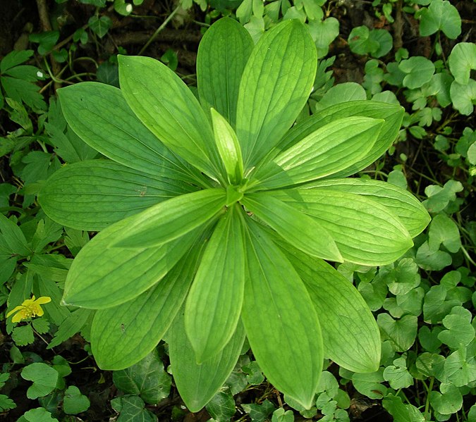 File:Lilium-martagon(Blattrosette).jpg