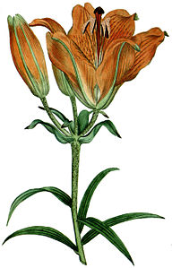 Plate 36 Lilium bulbiferum