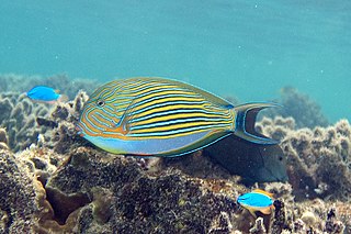 <i>Acanthurus lineatus</i>