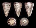 Cinco vistas da concha de Conus leopardus (Röding, 1798), encontrada no Indo-Pacífico. A espécie Conus litteratus Linnaeus, 1758, tem conchas com manchas maiores e faixas amarelas.[1]