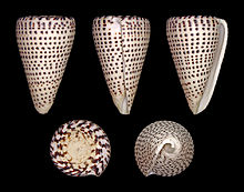 Lithoconus leopardus 01.JPG