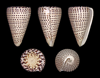 Conus (Lithoconus) leopardus