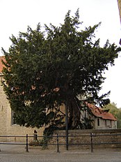 Tree, Belgium
