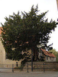 State Tree of the Kingdom of Belgium