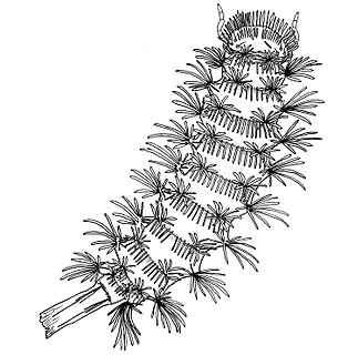 <span class="mw-page-title-main">Lophoproctidae</span> Family of millipedes