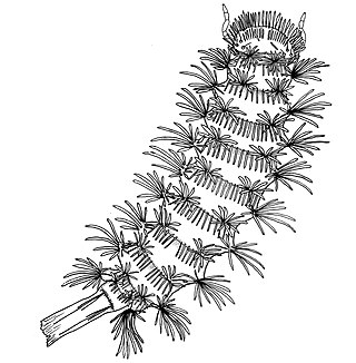 <span class="mw-page-title-main">Lophoproctidae</span> Family of millipedes