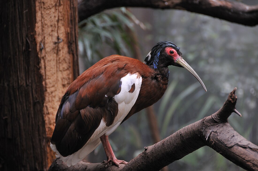 Ibis białoskrzydły