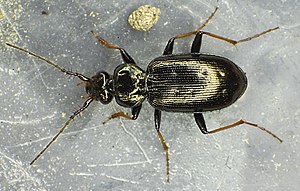 Black krummhorn beetle (bristle horned runner)