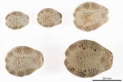 File:Lovenia hawaiiensis - ECH-000167 hab-ven-select 2.tif (Category:Echinodermata in the Natural History Museum of Denmark)