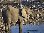 Miniatuur voor Bestand:Loxodonta africana - drinking.jpg