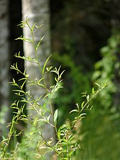 Hyssop-Leaved Water Primrose (Ludwigia hyssopifolia)