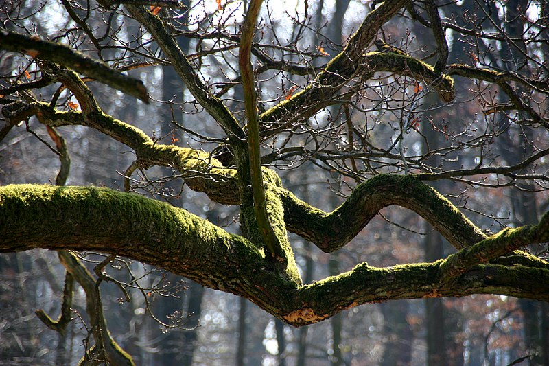 File:Ludwigsburg-Monrepos-Park-08-Aeste-2009-gje.jpg