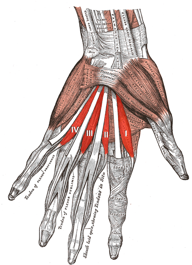 Ладонная мышца. Musculus Palmaris Brevis. Abductor pollicis Brevis. Мышца отводящая мизинец кисти. Abductor digiti Minimi мышца.