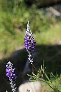 <i>Lupinus pratensis</i> Species of legume