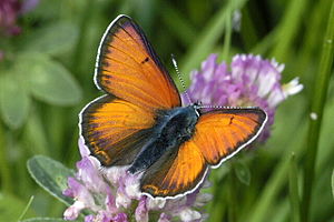 Male of the Lilagold Fire Butterfly (Lycaena hippothoe)