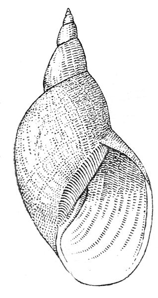 File:Lymnaea stagnalis drawing.jpg