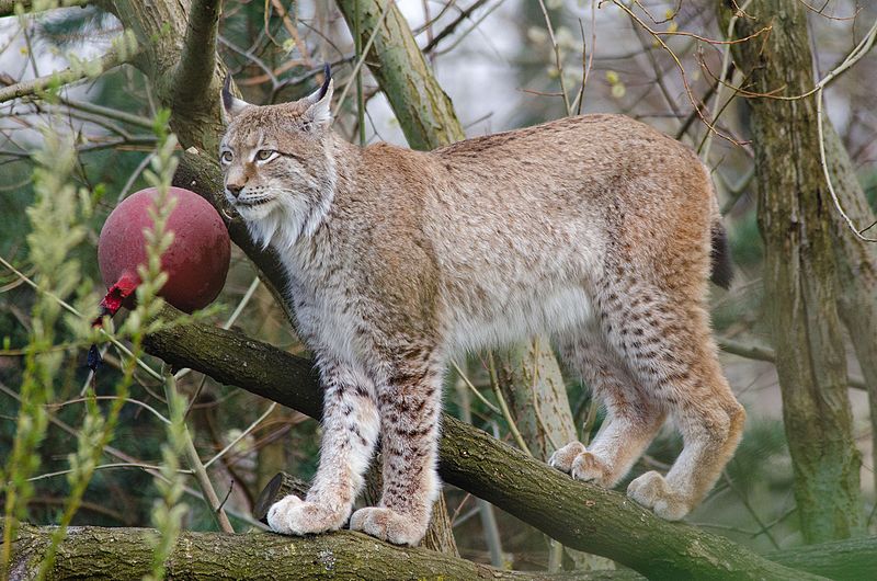   white lynx      