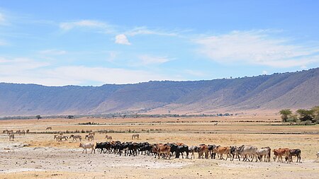 Tập_tin:Maasai_cattle_Ngorongoro.jpg