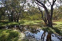 Macquarie Marshes