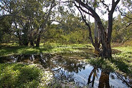 Macquarie Marshes (3 articles) photo: Cameron Muir