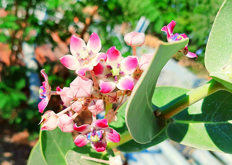 File:Madar - Calotropis Gigantea.jpg