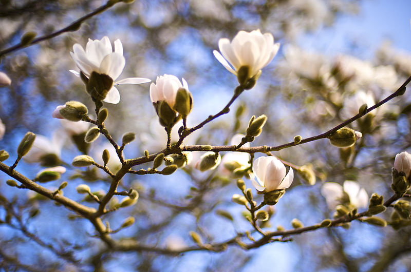 File:Magnolia Sky (4026136228).jpg