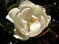 Fiore di magnolia sempreverde